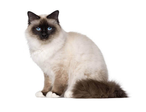 Birman cheap cat breeds